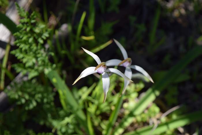 Caladenia - Spider Orchid-Vern-Westbrook-walk-Sep-2018p0009.JPG